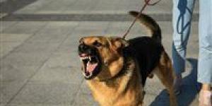 عقوبات حاسمة لكل من يستخدم الحيوانات سلاحا ضد الإنسان