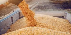 تعزيزا للأمن القومي.. مشروع متكامل لتطوير منظومة تخزين القمح
