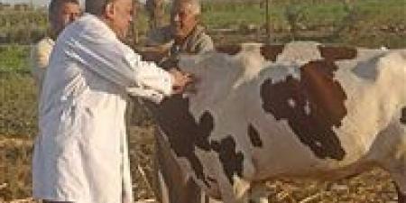 تحصين
      قرابة
      136
      ألف
      رأس
      ماشية
      في
      أسيوط