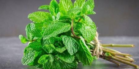 مفاجأة..
الإفراط
في
تناول
النعناع
يسبب
الحموضة