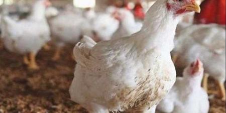 أسعار
      الدواجن
      اليوم
      الأحد
      21
      ديسمبر
      2025
      في
      أسواق
      الدقهلية