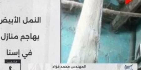 زراعة
      الأقصر
      تكشف
      حقيقة
      علاقة
      النمل
      الأبيض
      بانهيار
      بعض
      المنازل