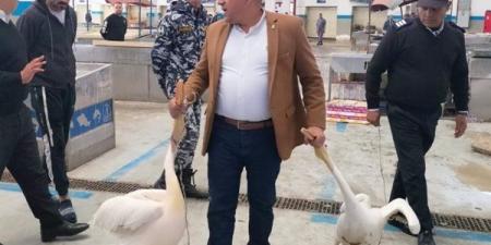 بيئة
      الشرقية
      تعلن
      مصادرة
      طيور
      بجع
      خلال
      حملة
      تفتيش
      بالإسماعيلية