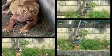 مصرع
      شاب
      19
      عاما
      بعد
      اقتحام
      قفص
      أسد
      في
      جواو
      بيسوا
      البرازيل