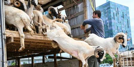 وقت
      التسمية
      عند
      الذبح
      وحكمها
      بالشرع