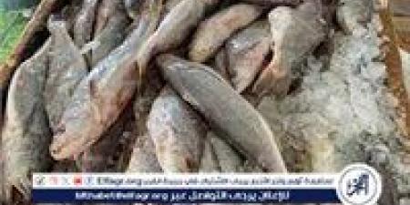 أسعار
السمك
اليوم
الخميس
في
محافظة
الغربية