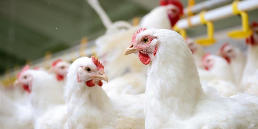 أسعار
      اللحوم
      الطازجة
      والمستوردة
      والدواجن
      والطيور
      في
      أسواق
      كفر
      الشيخ