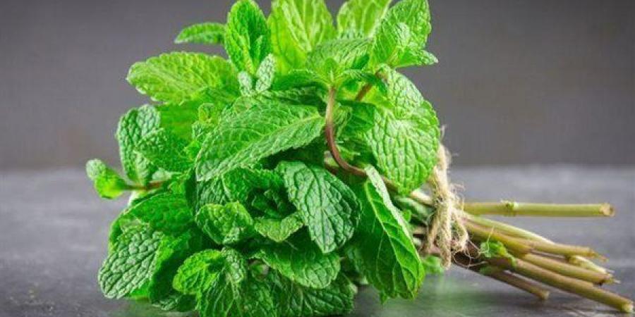 مفاجأة..
      الإفراط
      في
      تناول
      النعناع
      يسبب
      الحموضة