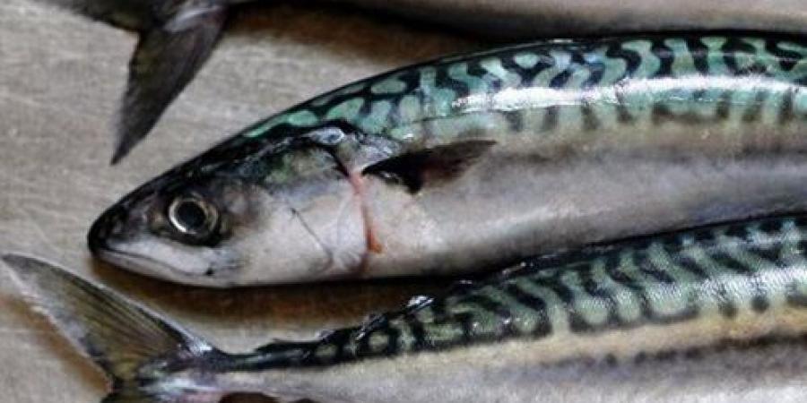 صراع
      "الطازج
      والمجمد"
      يفرض
      تباين
      لأسعار
      الأسماك
      بكفر
      الشيخ