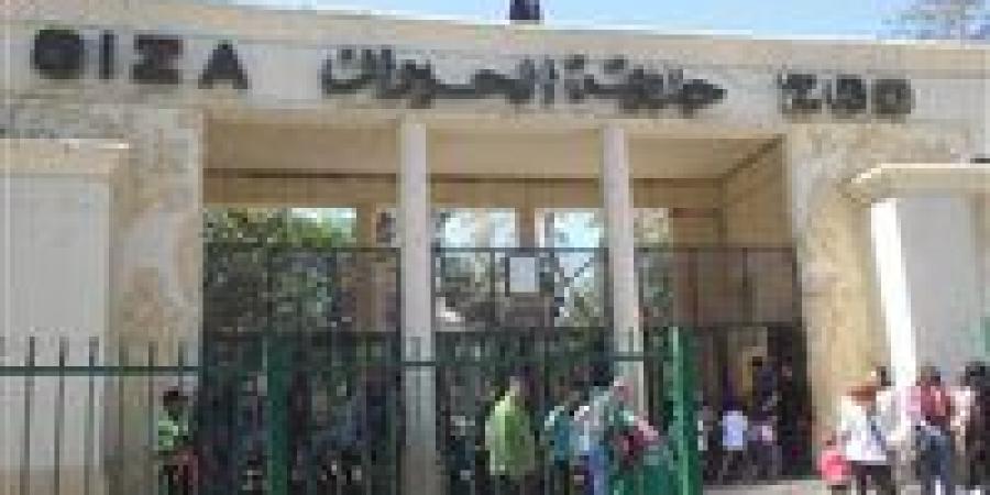 بعد
      تطويرها..
      موعد
      افتتاح
      حديقة
      الحيوان
      بالجيزة
      وخطة
      ربطها
      بـ
      حديقة
      الأورمان