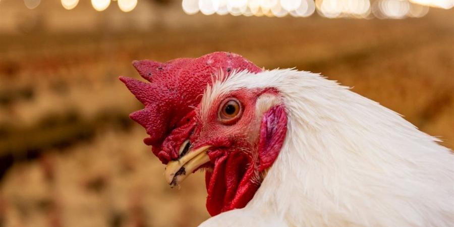 أسعار
      الفراخ
      البيضاء
      والبلدي
      والساسو
      اليوم
      الثلاثاء
      في
      الأسواق
      والمزارع