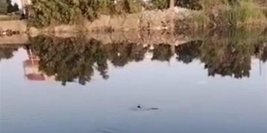 تمشيط
      5
      كيلومترات
      بمصرف
      عمريط
      بعد
      بلاغات
      عن
      جسم
      يشبه
      التمساح