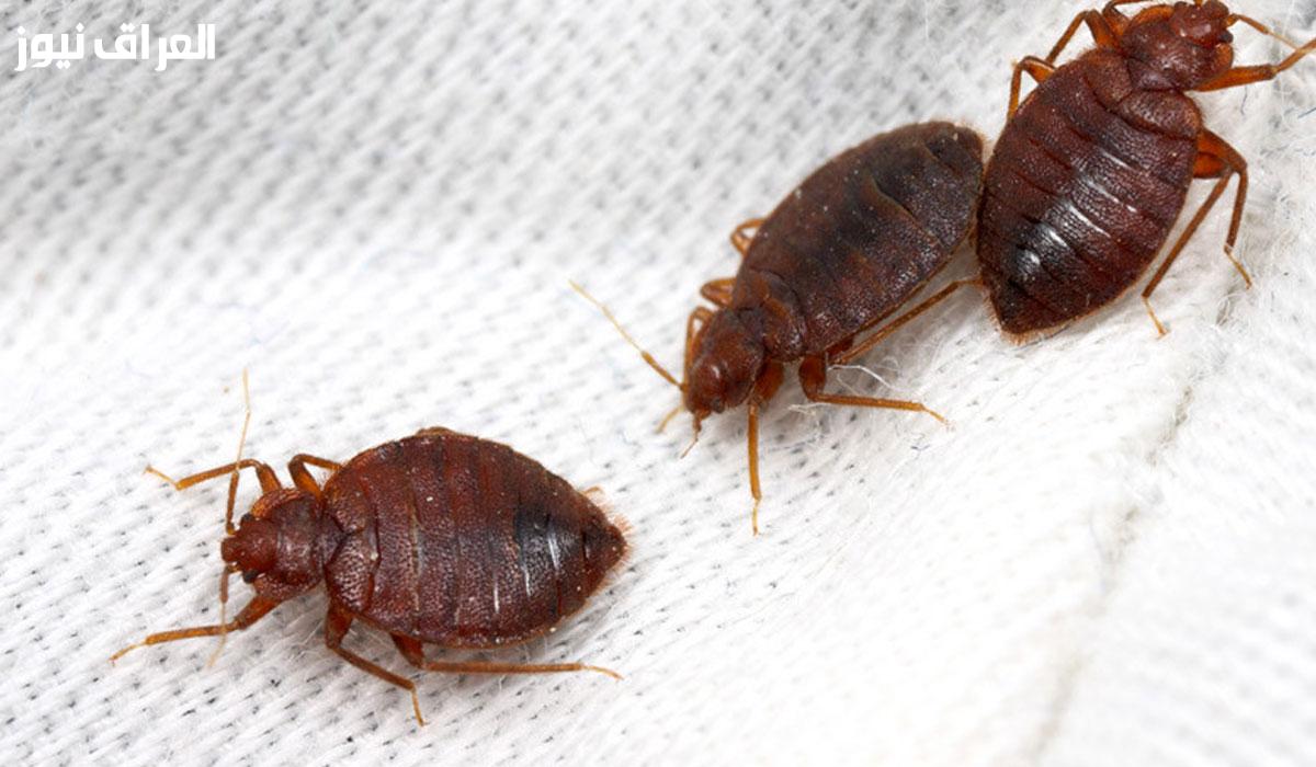 التخلص من حشرات المنزل
